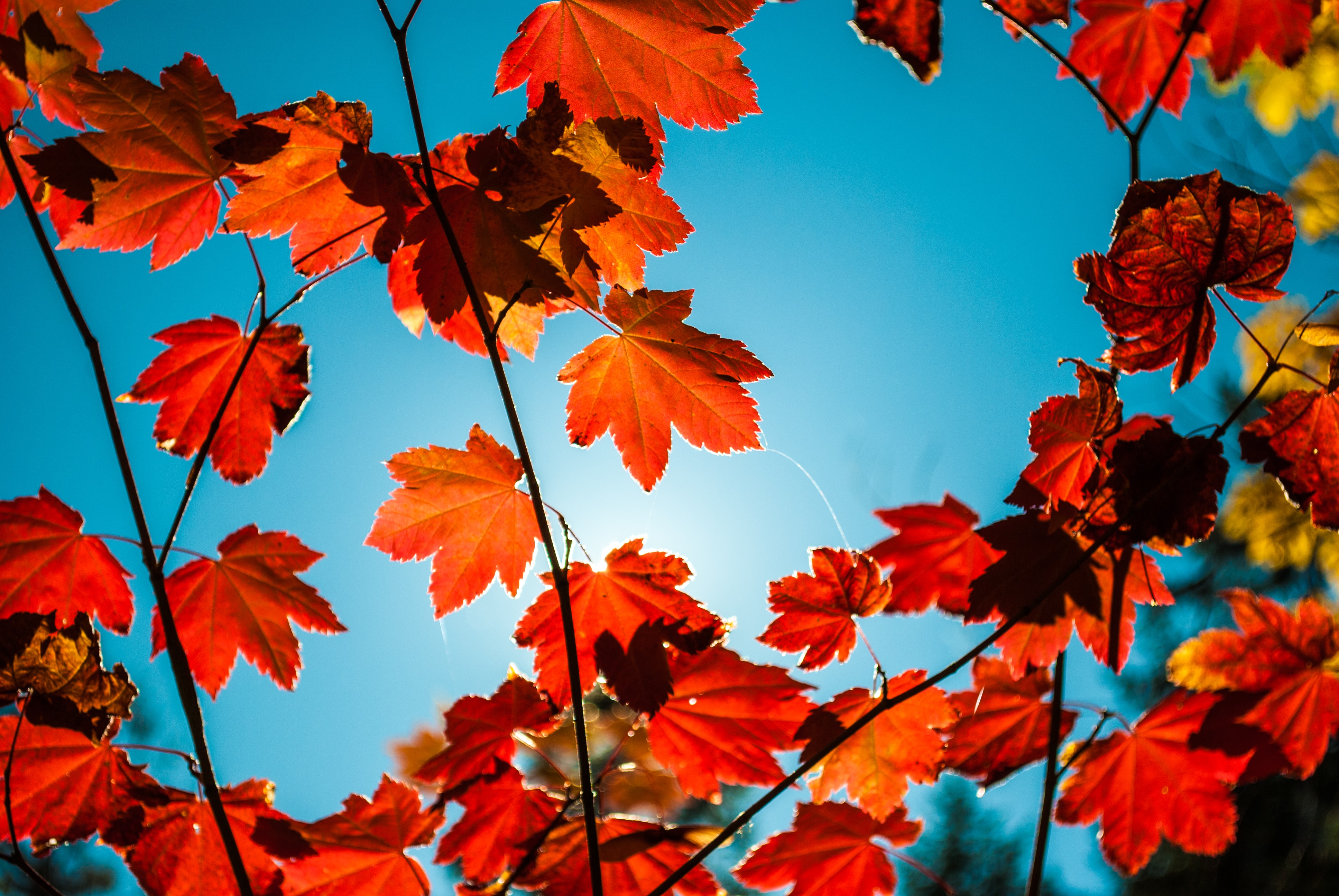 Autumn leaves, blue sky