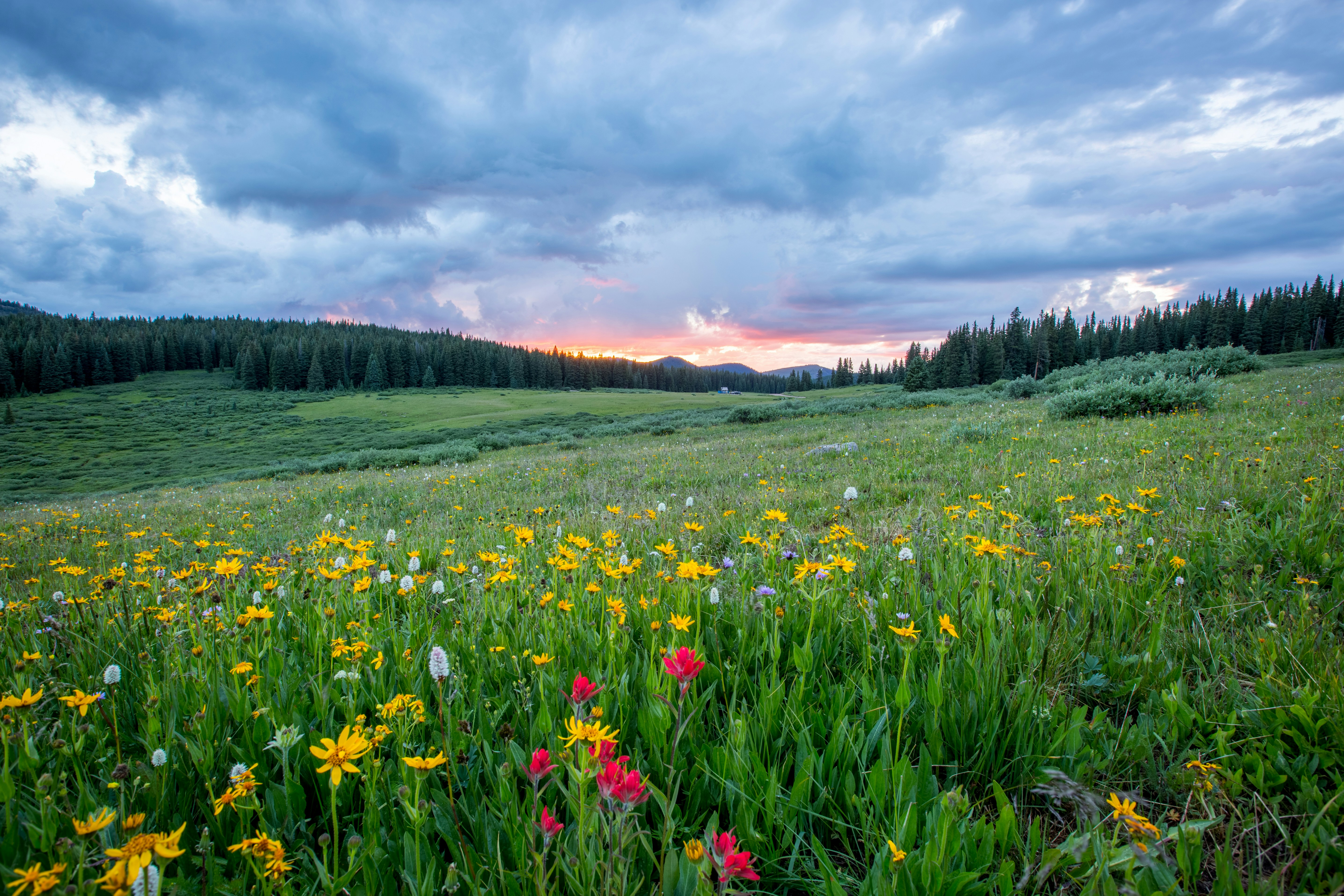 Spring valley with wild flowers