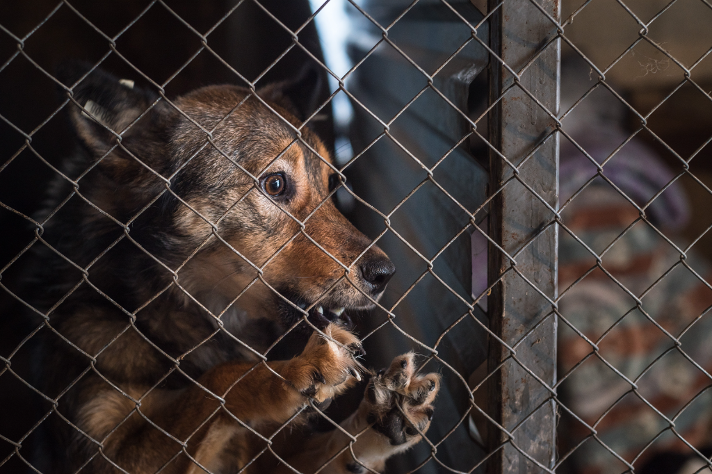 stray-dogs-in-limassol